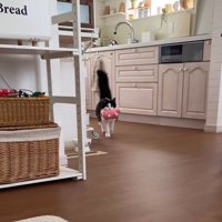 キッチンから飼い主の方へ歩いてくる猫