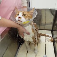 見上げる姿