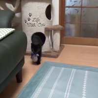 おもちゃをくわえてくる猫