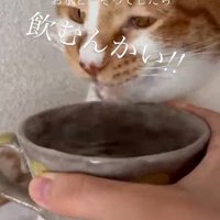 一生懸命水を飲む猫