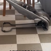 バウンサーを使う猫