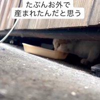 建物の隙間でご飯を食べている猫