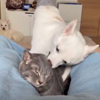 耳を舐め合う犬猫さんたち