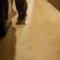 立っている子猫