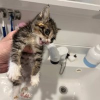 洗面台の上で掴まれて口を開けている子猫