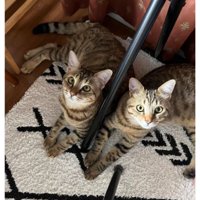 室内にいる猫
