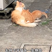 子猫に母乳をあげる母猫
