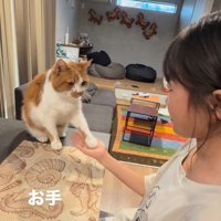 芸をする猫