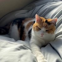 手を伸ばしているミケ