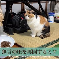 ごはんのお皿の前に座る猫