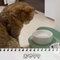 水飲みの前にいる猫