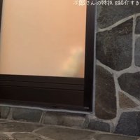 取っ手を見つめる猫