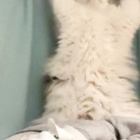 カーテンの前で後ろ足で立ち上がる猫