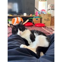 添い寝する猫