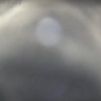 カメラに近すぎる猫