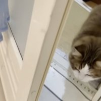 お風呂にはいってくる猫