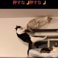 落ちる猫