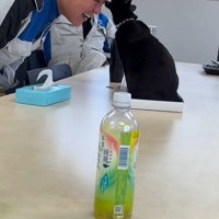 おでこを噛もうとする黒猫