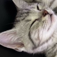 眠る子猫の顔アップ
