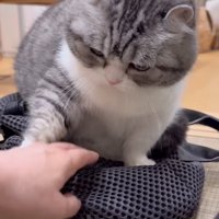 体に触れてくる飼い主の手に前足を乗せる猫