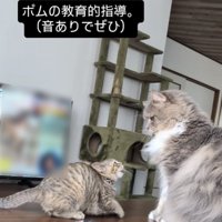 サイベリアンにケンカを売る子猫