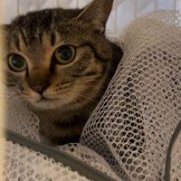 洗濯ネットの中で周囲を見つめる保護直後のアメルちゃん
