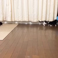 部屋を散策する3匹の子猫