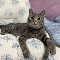 ソファーに乗る猫