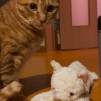 ぬいぐるみのそばにいる猫