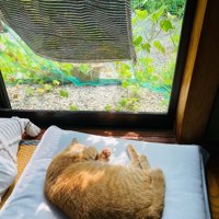 座布団で寝る猫