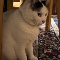 じっと見つめる猫