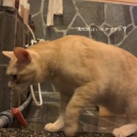 近づいてくる猫