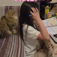 子どもの後ろにいる猫