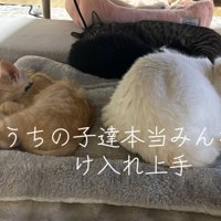 一緒に寝る3匹の猫