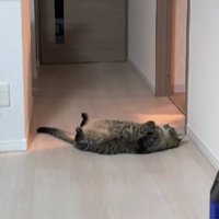寝転がっている猫