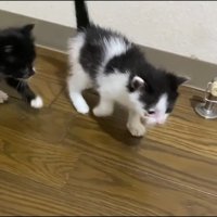 歩く子猫たち