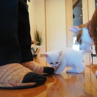 赤ちゃん猫の後ろにいる子猫