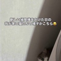 洗濯機の裏に隠れている猫