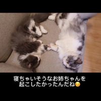 ソファに寝転がる2匹の猫