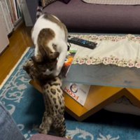 プロレスをしている2匹の猫