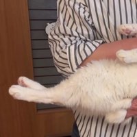 抱かれている猫