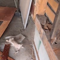 地面に転がる子猫
