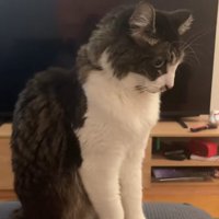 ソファの上に座って画面右側を向いている猫
