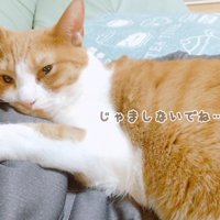 じゃましないでね…