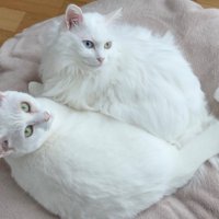 白猫2匹
