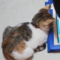 タブレットを見ている子猫