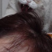 眠っている女性と猫