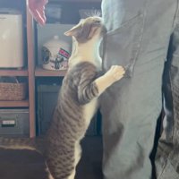 飼い主の脚にしがみつく猫
