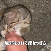 路上の猫