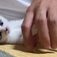 パパさんと添い寝する子猫